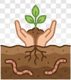 Soil regeneration & yield improvement